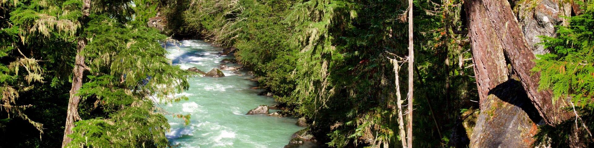 A river flowing through a dense forest with tall trees and rocky outcrops.