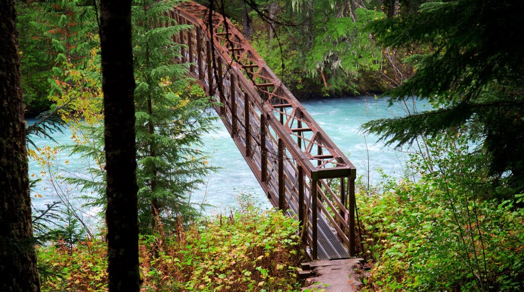Garibaldi Provincial Park som inkluderar en Ă„ eller flod, en bro och skogslandskap