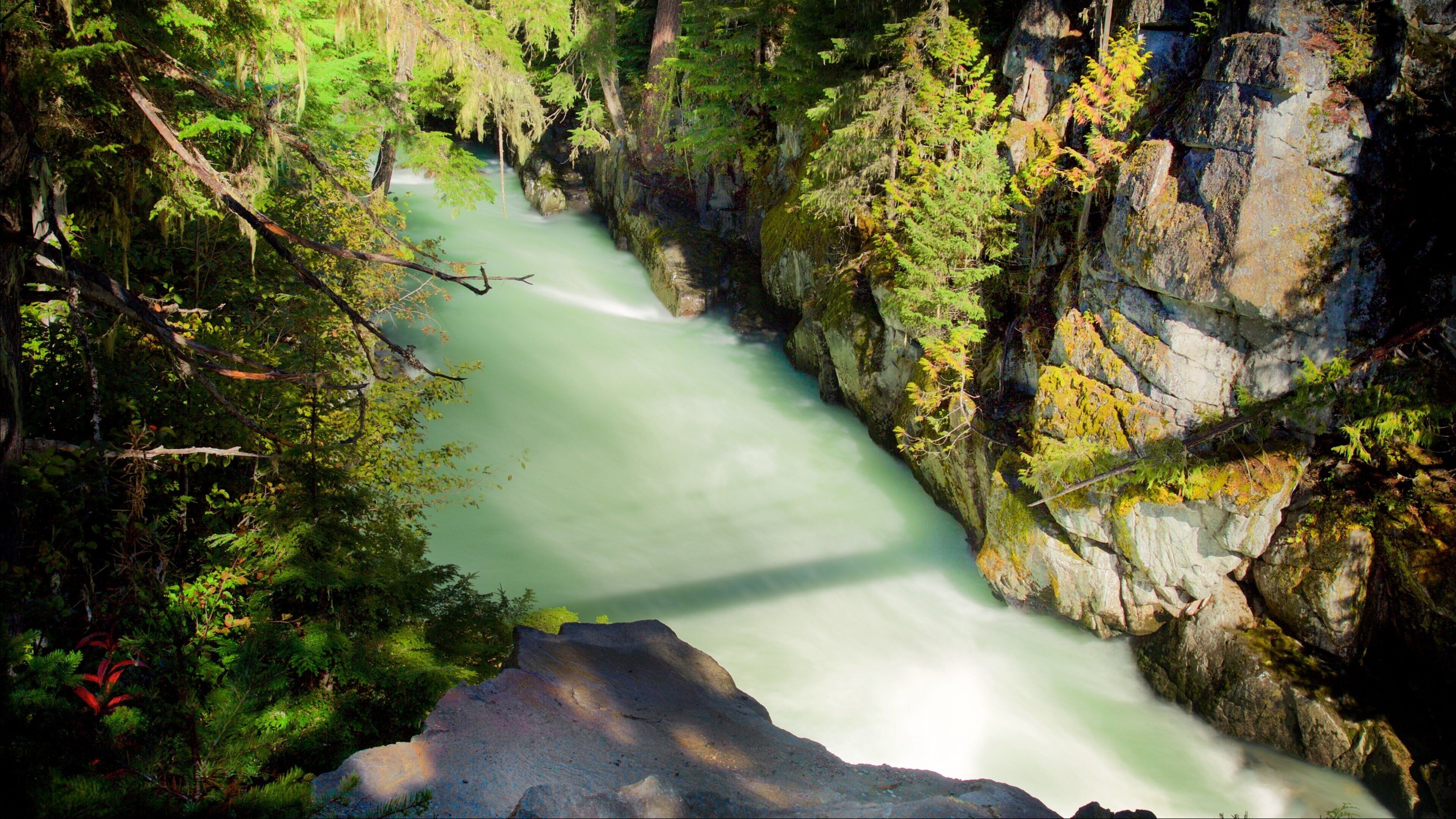 Garibaldi Provincial Park ซึ่งรวมถึง แม่น้ำหรือลำธาร และ ป่า