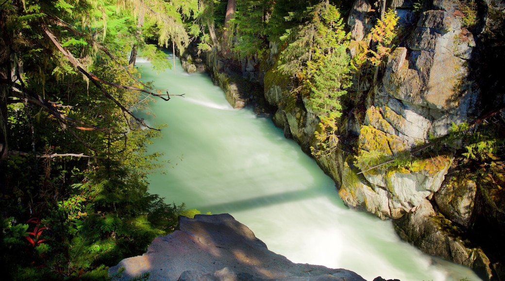 Garibaldi Provincial Park presenterar skogslandskap och en Ă„ eller flod