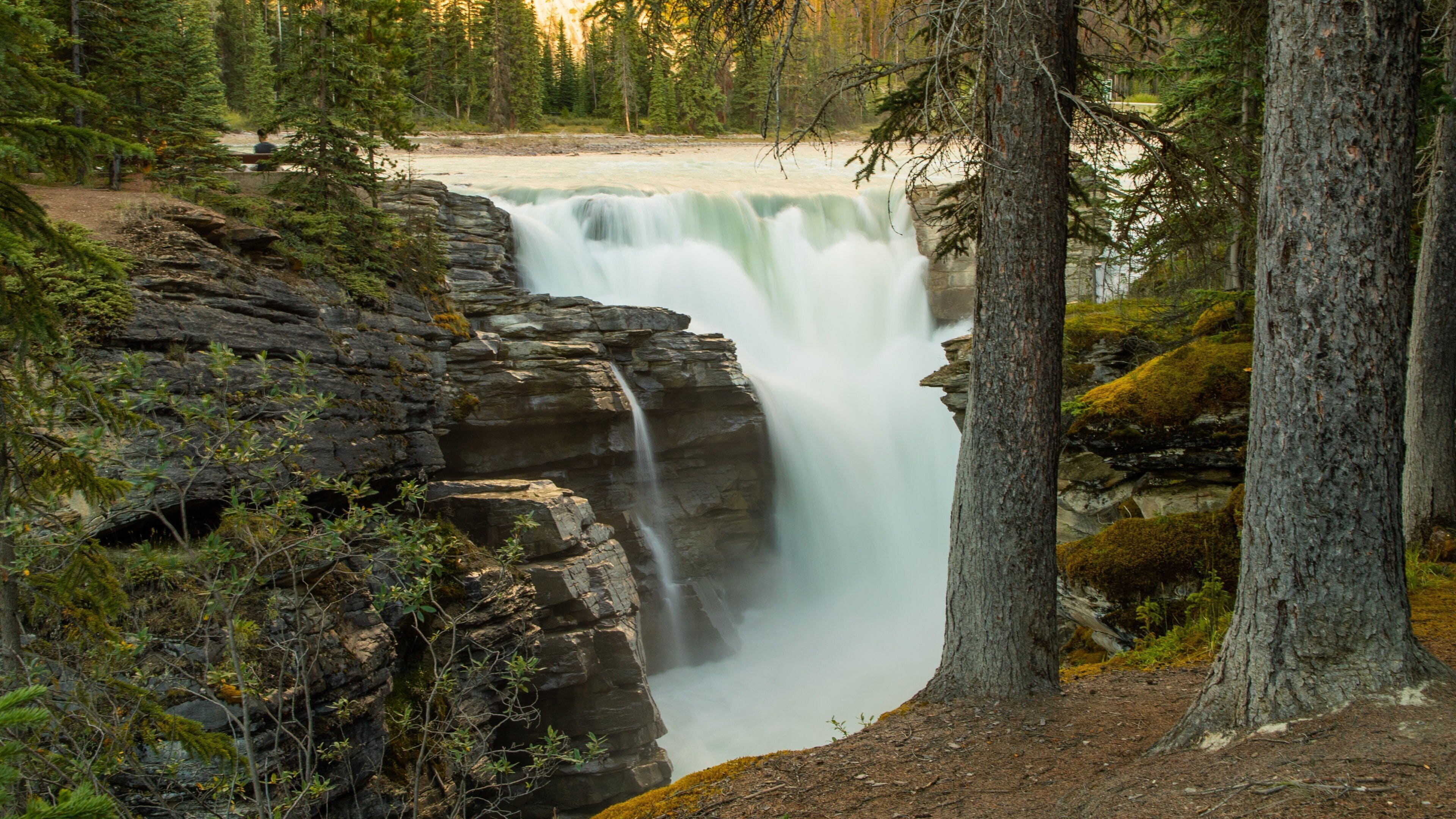Athabasca Falls featuring rapids, a waterfall and forest scenes