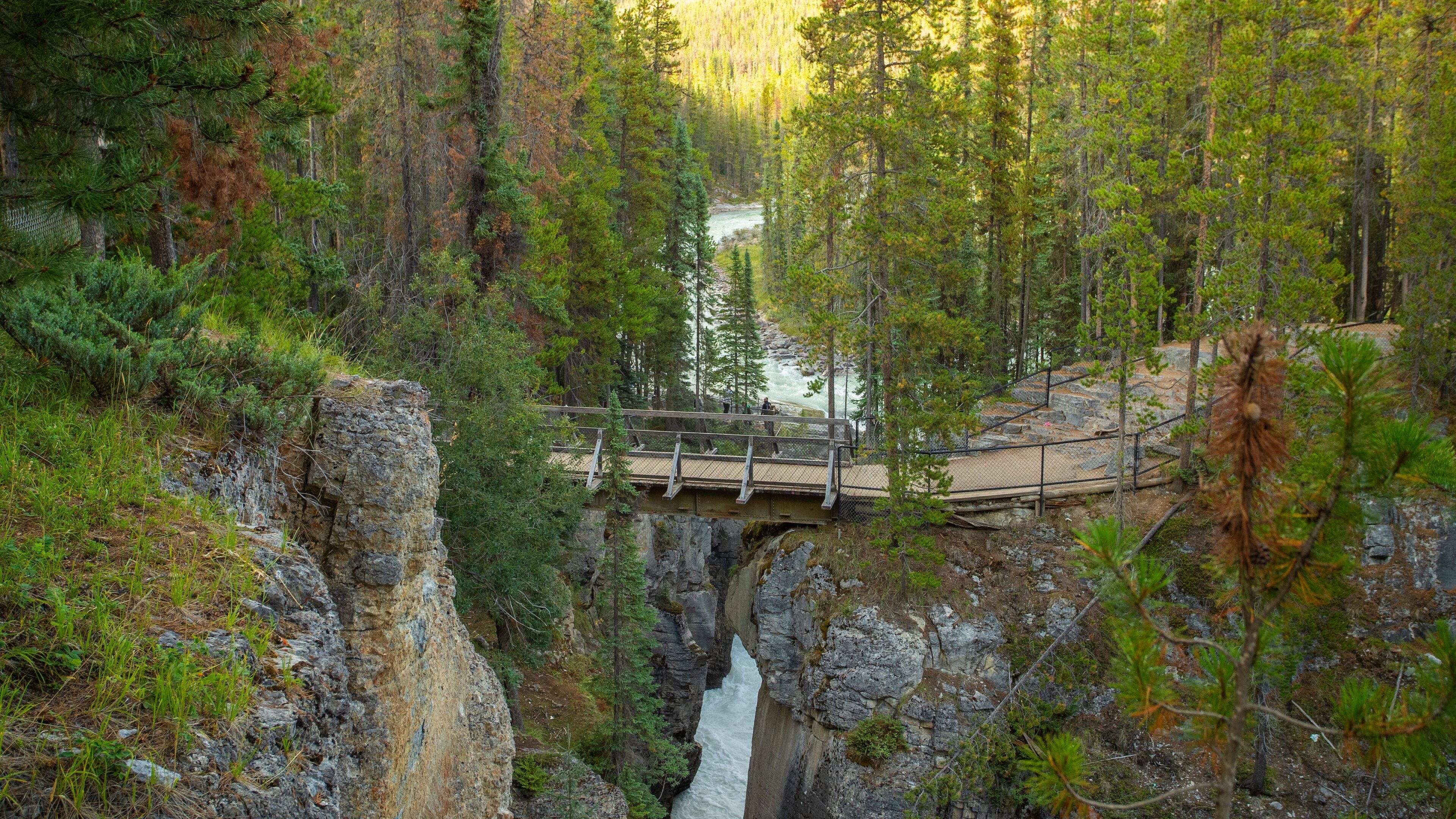 Sunwapta Falls showing a river or creek, forests and a gorge or canyon
