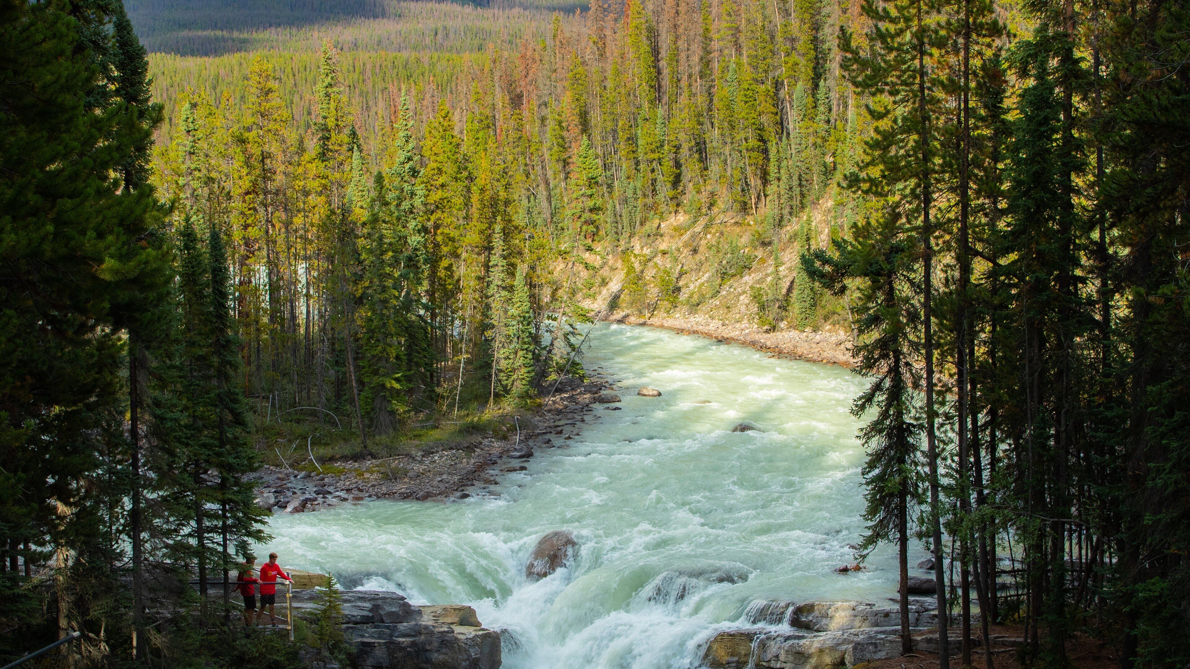 Sunwapta Falls which includes a river or creek, rapids and forests