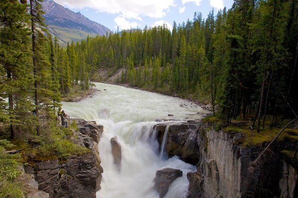Sunwapta Falls welches beinhaltet Garten, Kaskade und Landschaften