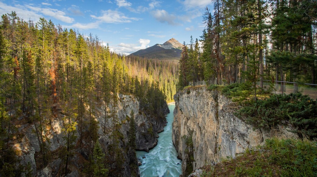 Sunwapta Falls which includes a river or creek, rapids and forests