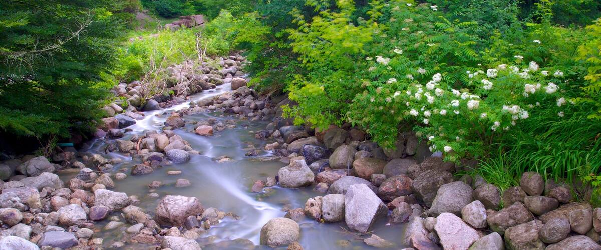 Edward Gardens which includes a river or creek, forest scenes and a garden