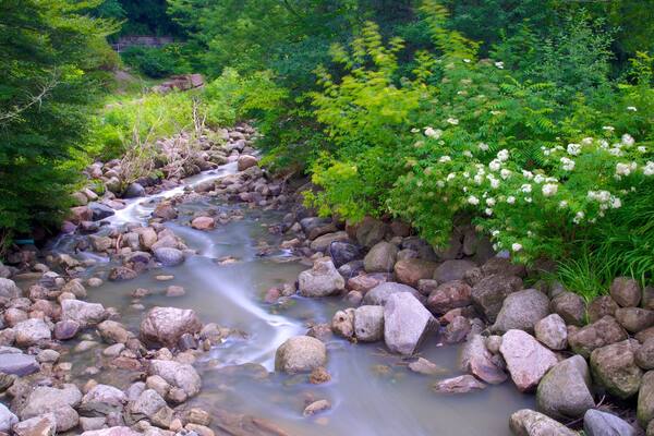 Edward Gardens which includes a river or creek, forest scenes and a garden