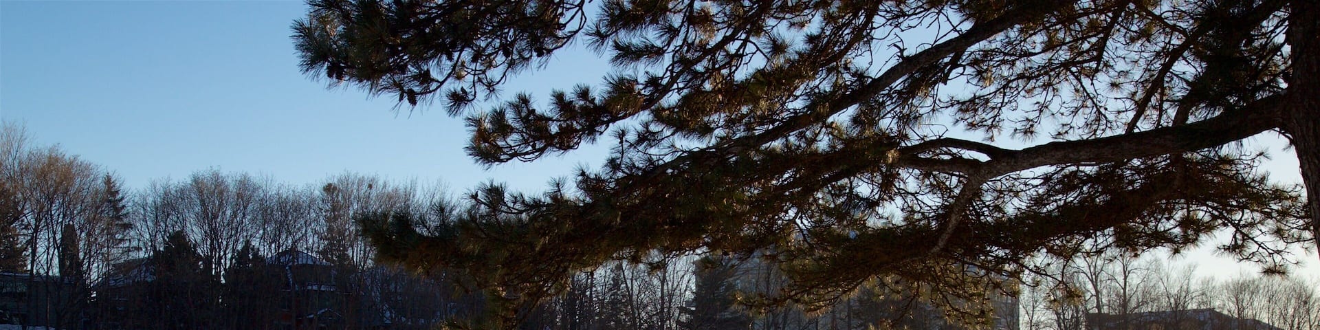 リドー運河 表示 スキー と 雪 及び 大勢の人々