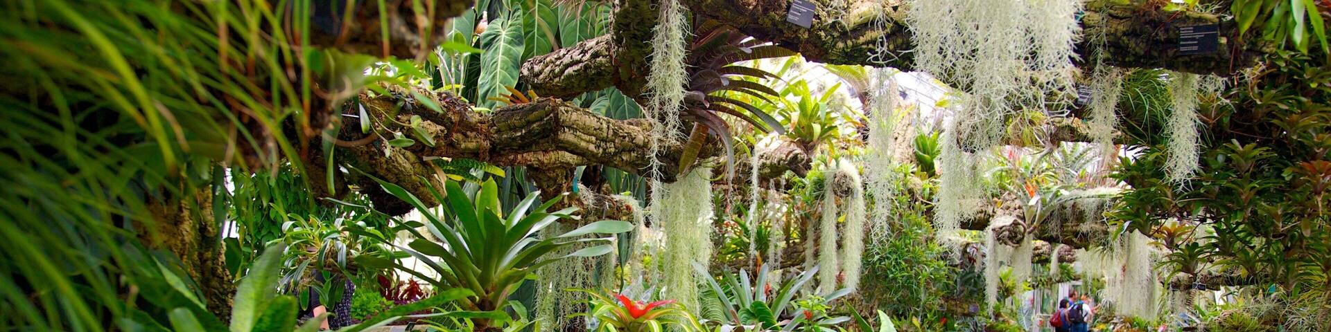 Un jardin intérieur luxuriant, avec différentes plantes et des mousses suspendues.