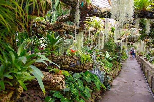 Jardin botanique de Montréal mettant en vedette jardin et vues intérieures
