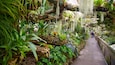 A lush indoor garden with various plants and hanging moss.