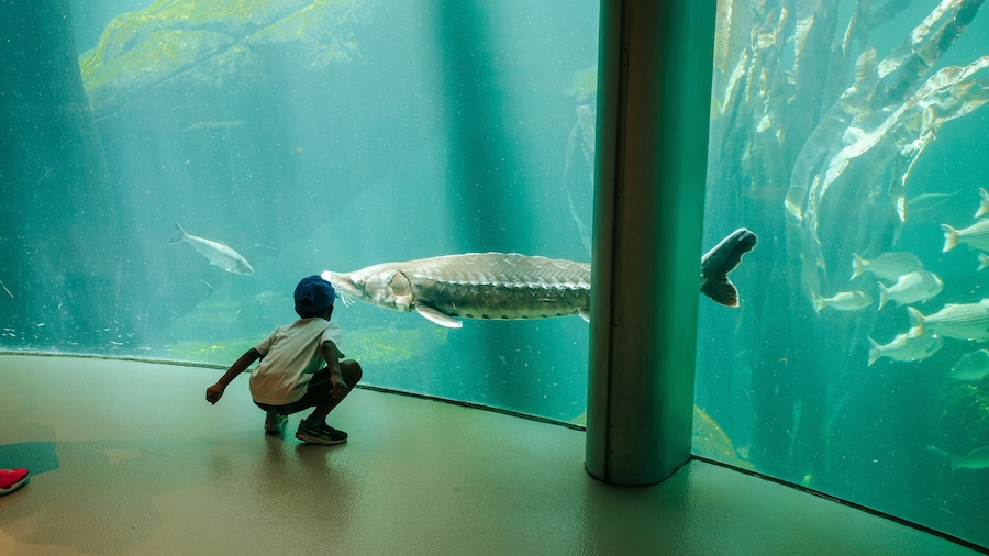 Montreal Biodome featuring marine life as well as an individual child