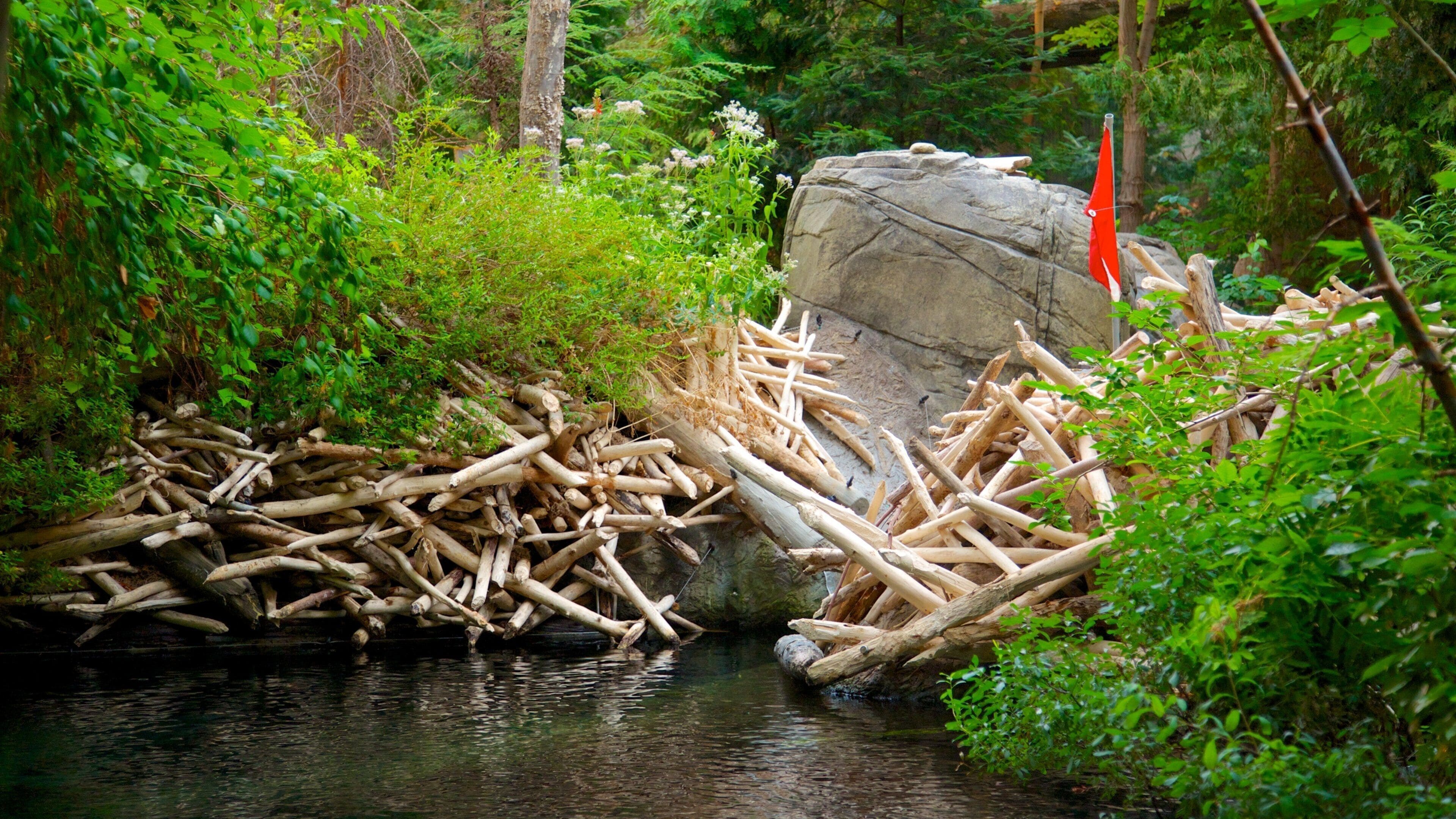 Montreal Biodome mostrando bosques y un río o arroyo