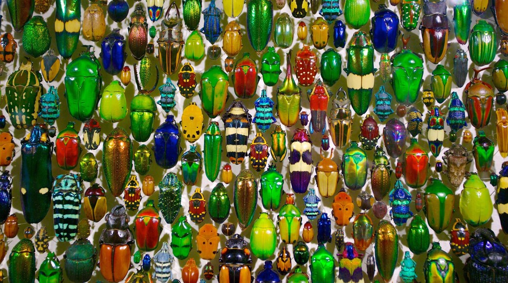 Montreal Insectarium