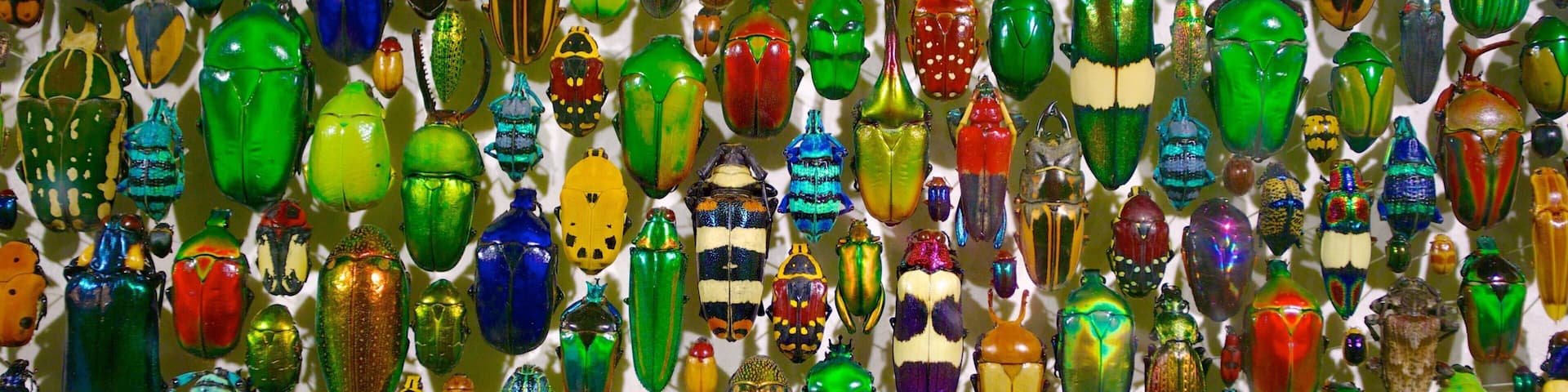 Montreal Insectarium