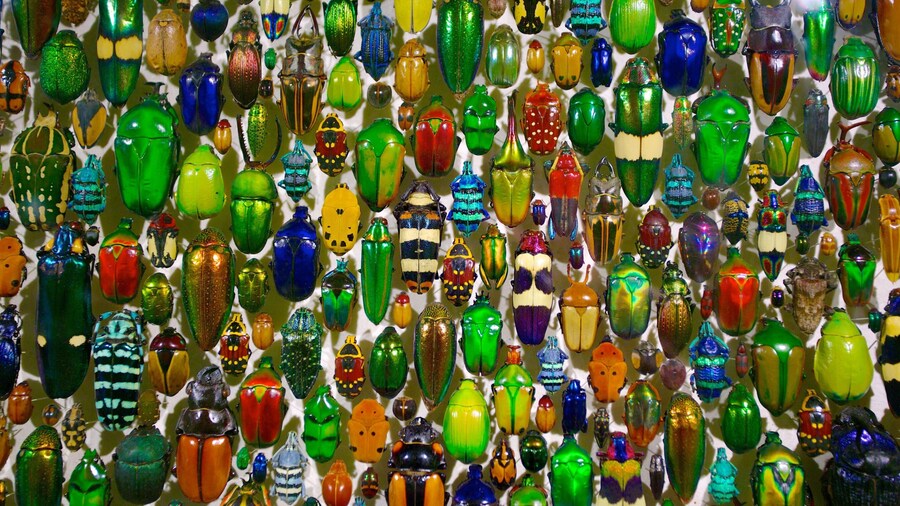 Montreal Insectarium