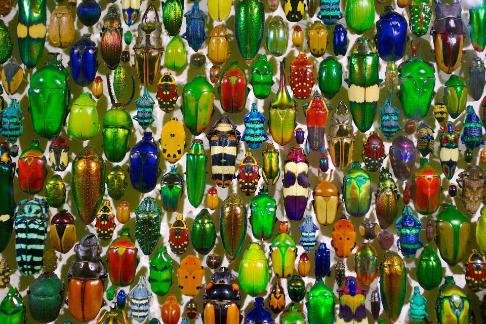 A collection of colorful glass beetles displayed on a wall.