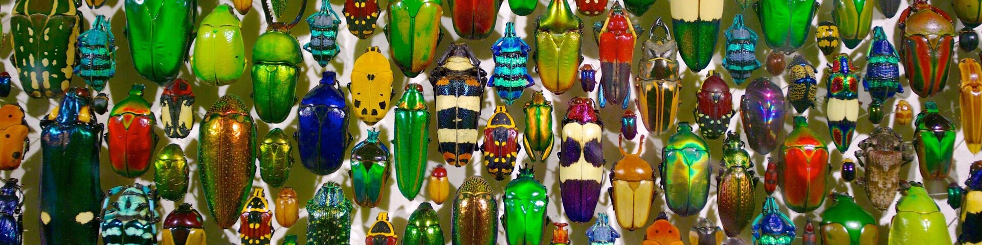 Montreal Insectarium