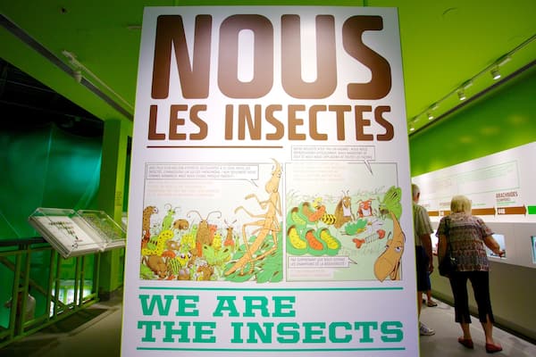 A large poster with the text "NOUS LES INSECTES WE ARE THE INSECTS" and illustrations of various insects.