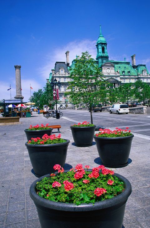 Flowers Along Place Jacques Cartier