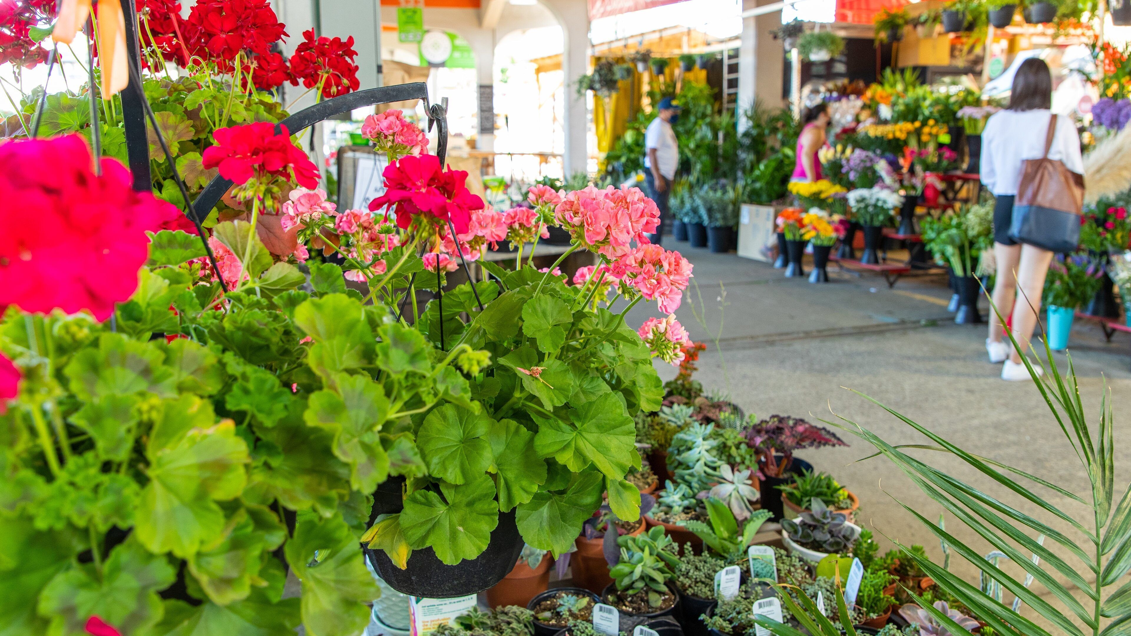 Jean-Talon Market showing flowers and a park