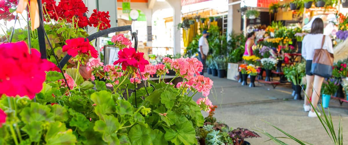 Jean-Talon Market showing flowers and a park