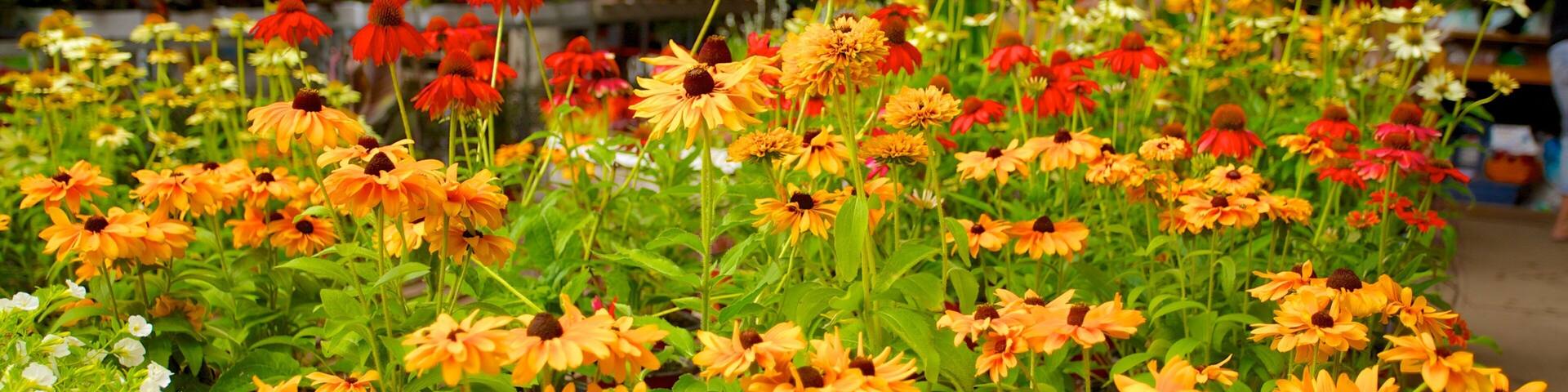 Marché Jean-Talon qui includes fleurs et marchés