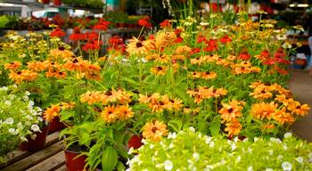 Jean-Talon Market welches beinhaltet Märkte und Blumen