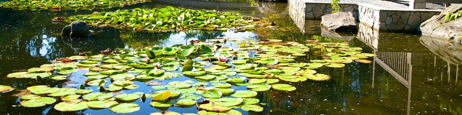 Kasugai Gardens which includes a garden and a pond