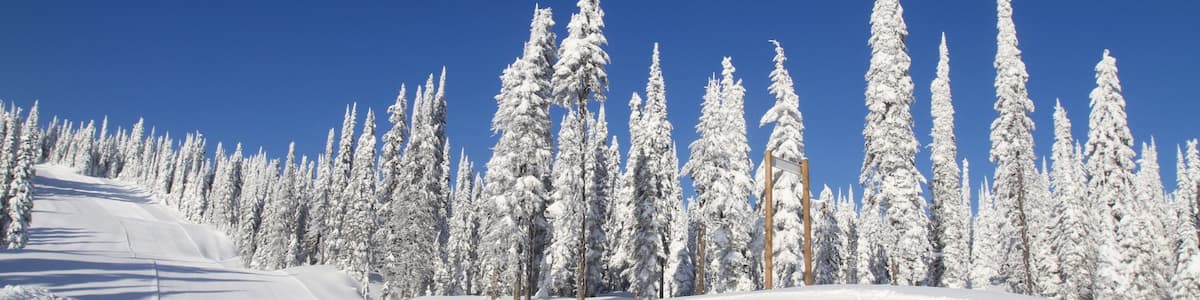 Silver Star Ski Resort showing forests and snow