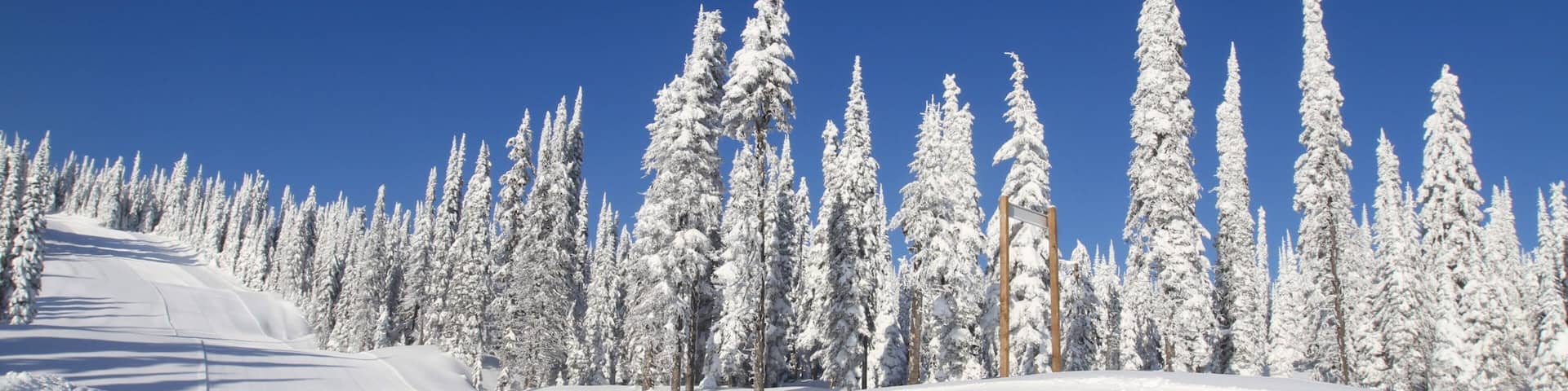 Silver Star Ski Resort which includes forest scenes and snow