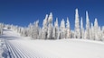 Een met sneeuw bedekte piste met hoge altijdgroene bomen en een helderblauwe lucht.