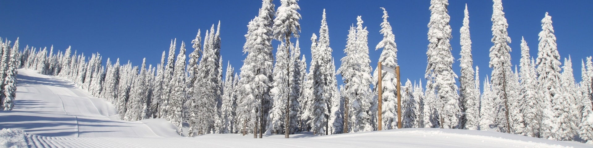 Silver Star Ski Resort showing forests and snow