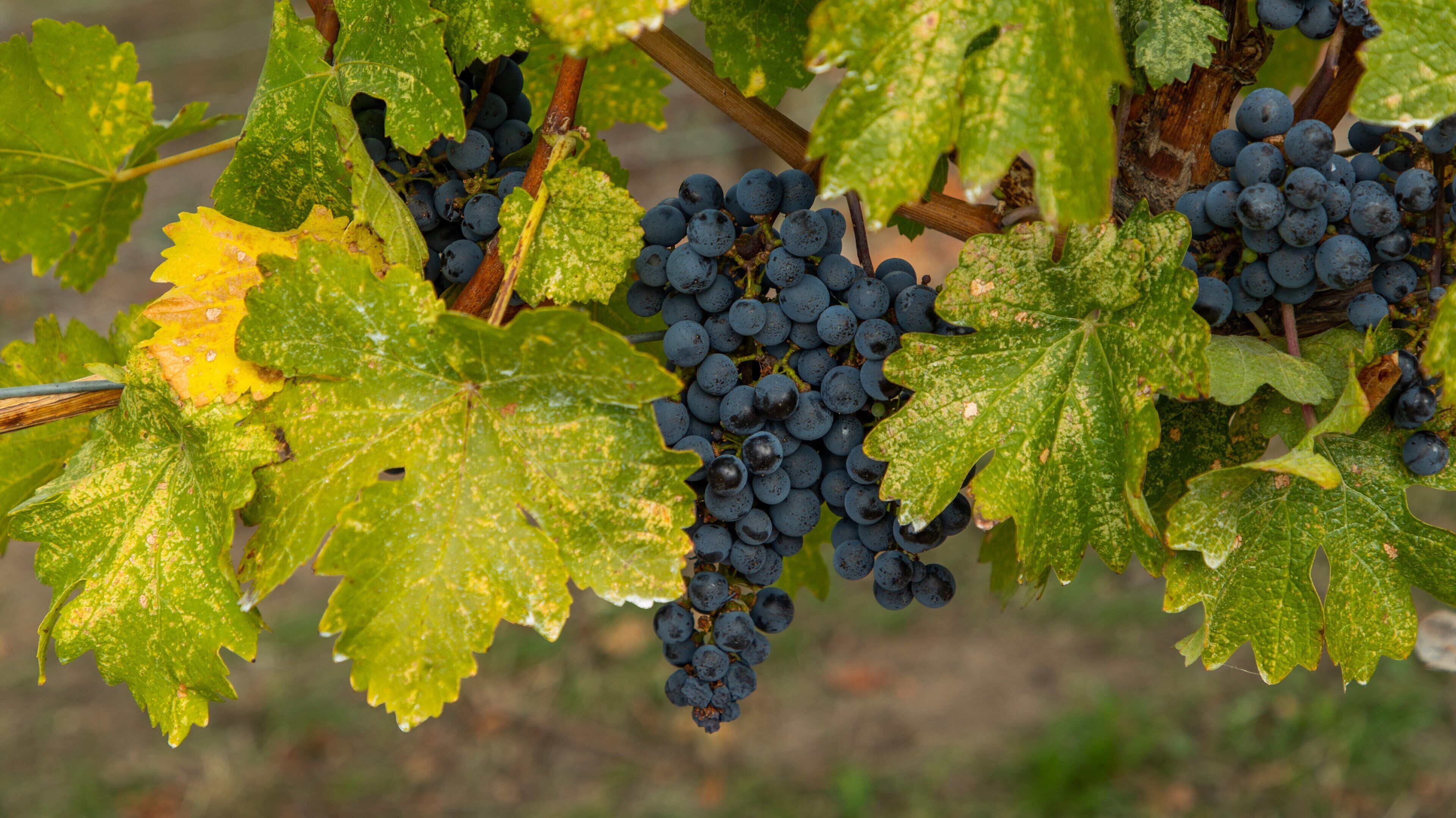 Hillside Estate Winery which includes farmland