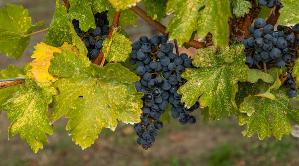 Hillside Estate Winery which includes farmland