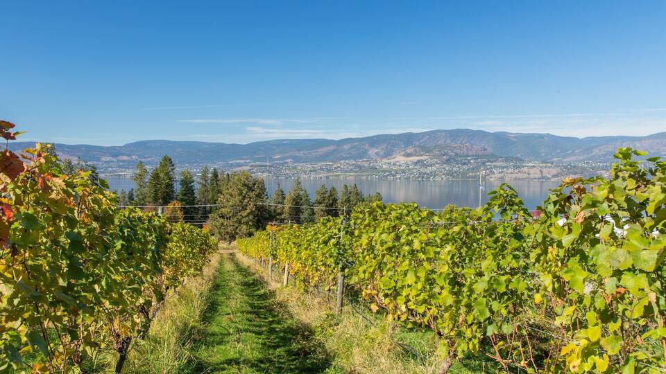 A vineyard with rows of grapevines and a lake in the background.