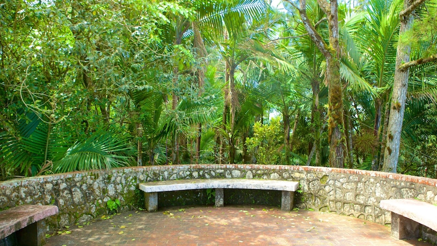 Pico Isabel de Torres showing rainforest