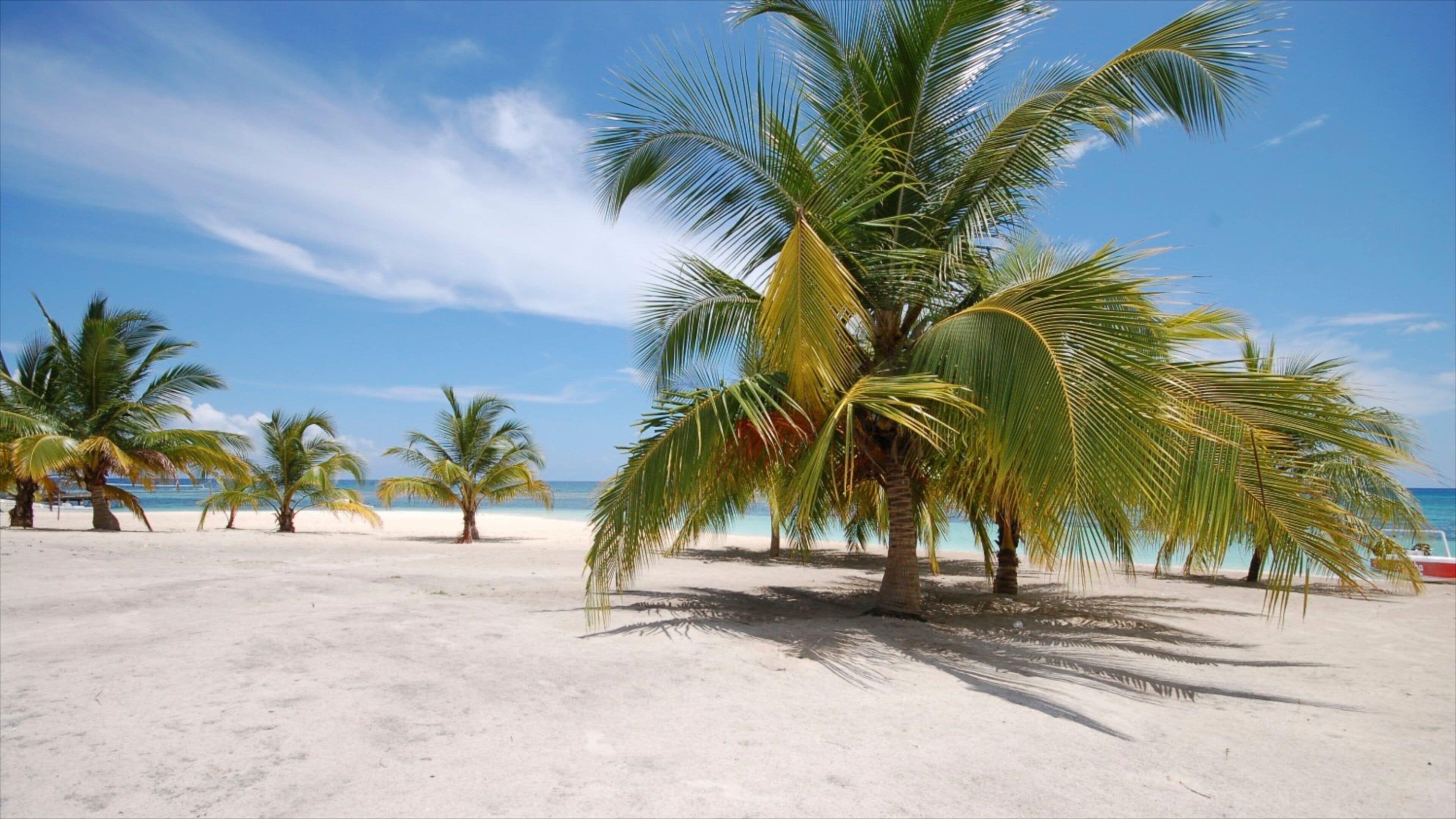 Isla Saona fasiliteter samt sandstrand og tropisk landskap