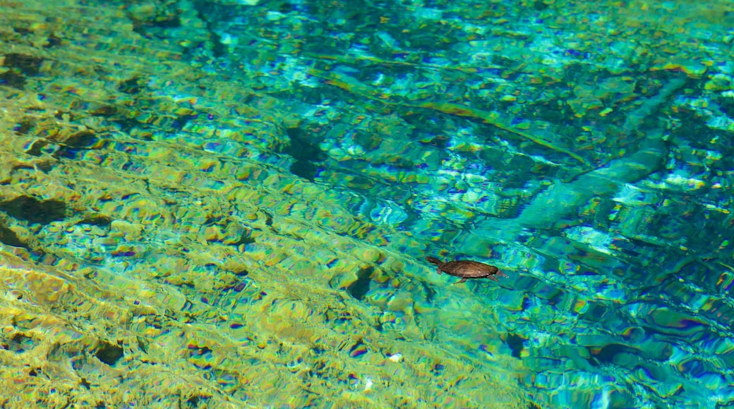 Reserva y Parque EcolĂłgico Ojos IndĂgenas