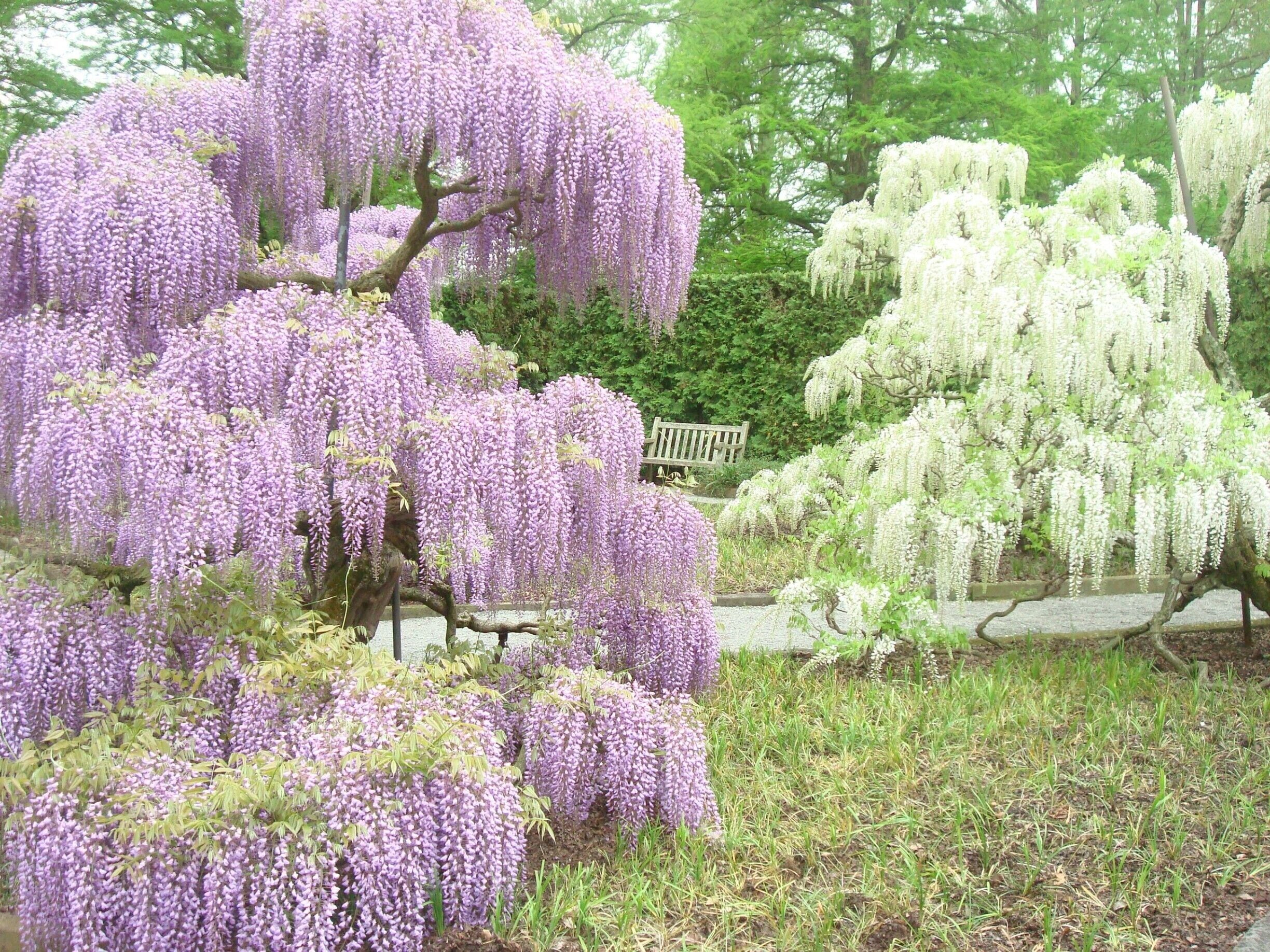 longwood gardens , PA
#EndlessSummer
#colorful