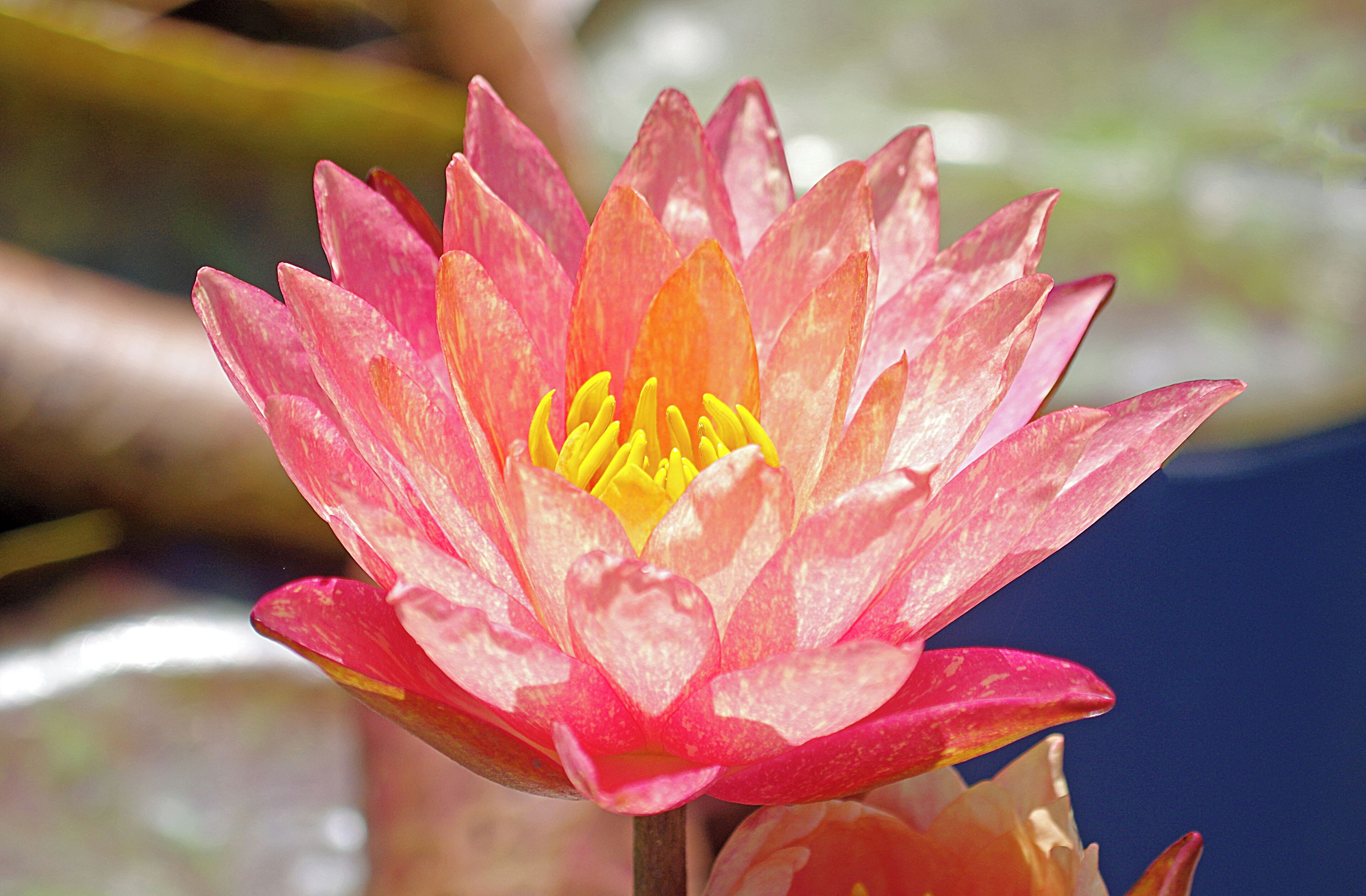 Longwood Garden is an American botanical garden. It consists of over 1,077 acres of gardens, woodlands and meadows in the Brandywine Creek Valley.  The garden is home to a fantastic waterlilly garden. #OnTheRoad