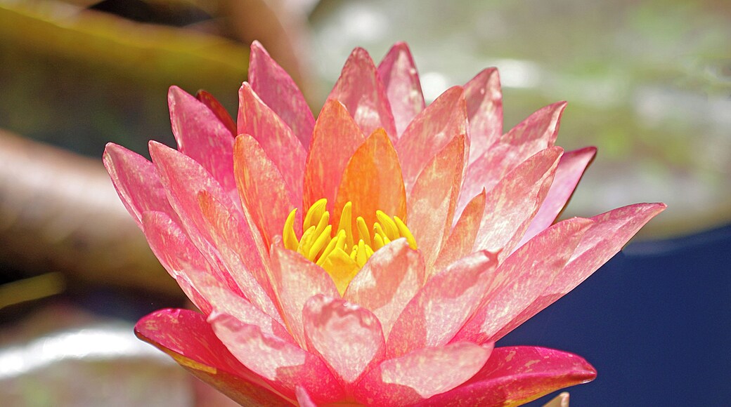 Longwood Garden is an American botanical garden. It consists of over 1,077 acres of gardens, woodlands and meadows in the Brandywine Creek Valley. The garden is home to a fantastic waterlilly garden. #OnTheRoad