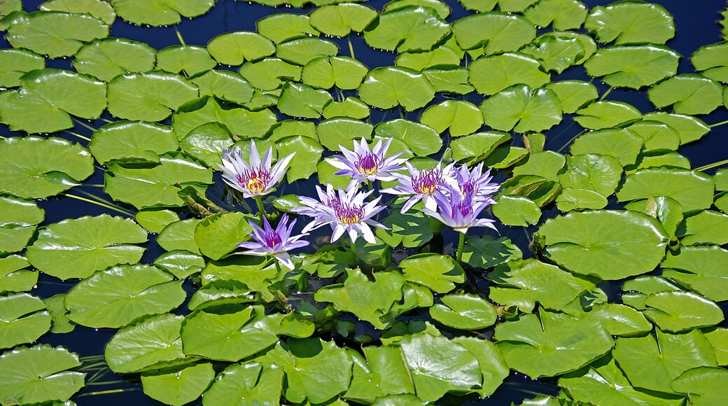 Waterlilly #5. Longwood Garden has the prettiest and arguably the best maintained Waterlilly ponds I have seen.