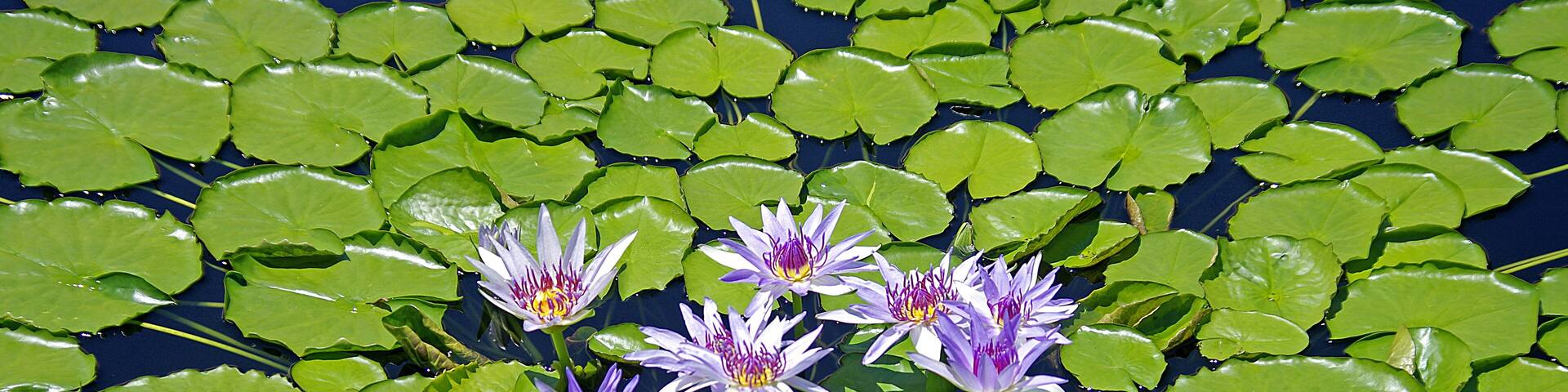 Waterlilly #5. Longwood Garden has the prettiest and arguably the best maintained Waterlilly ponds I have seen.