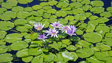 Waterlilly #5. Longwood Garden has the prettiest and arguably the best maintained Waterlilly ponds I have seen.