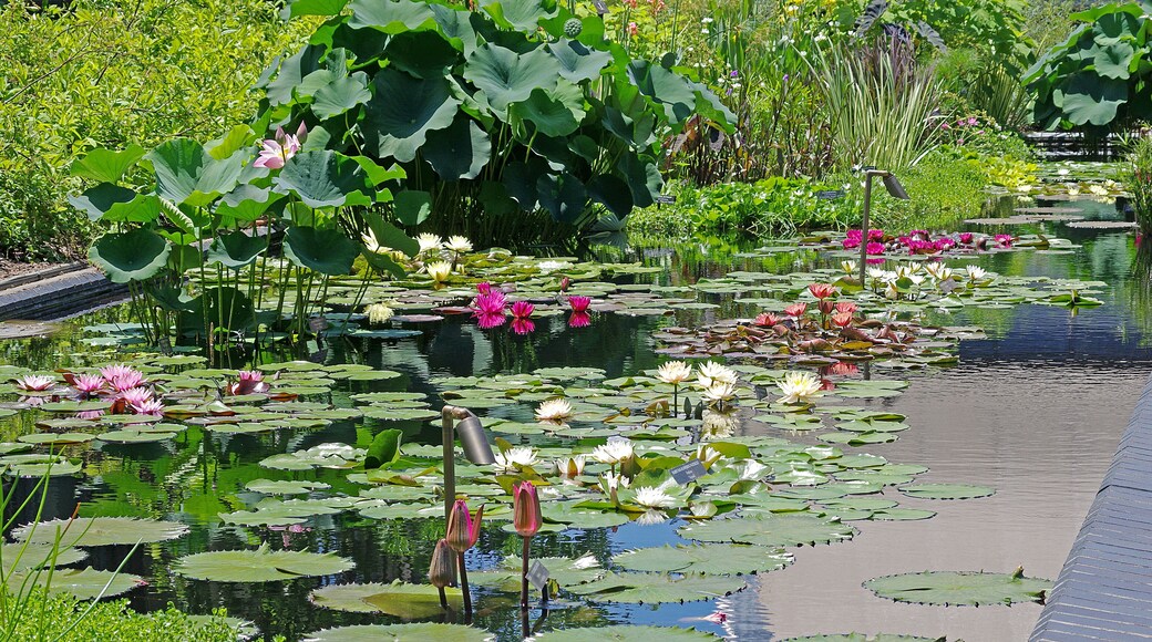 The garden has a magnificent water lilly display. We were there peak bloom. Multiple pond's. Not a wilted leaf to be found.