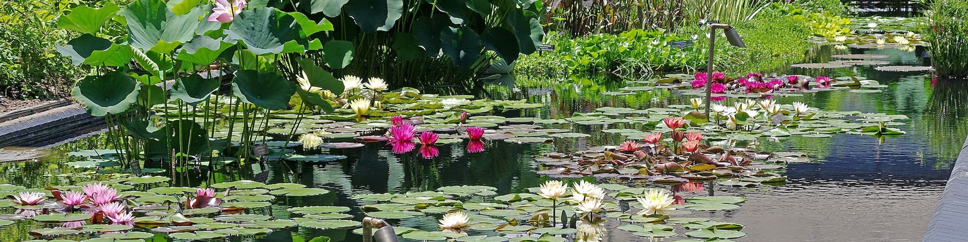 The garden has a magnificent water lilly display. We were there peak bloom. Multiple pond's. Not a wilted leaf to be found.