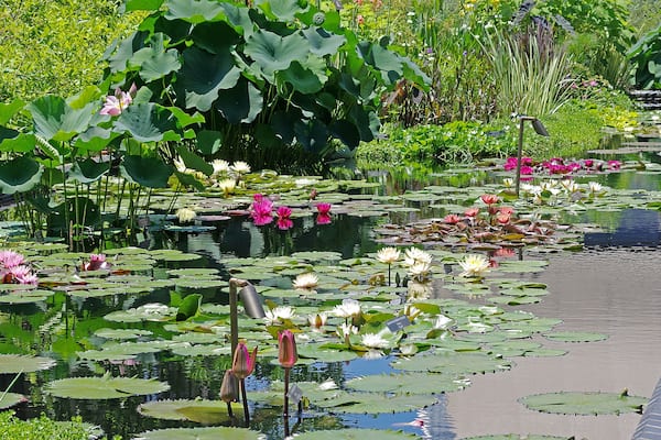 The garden has a magnificent water lilly display. We were there peak bloom. Multiple pond's. Not a wilted leaf to be found.