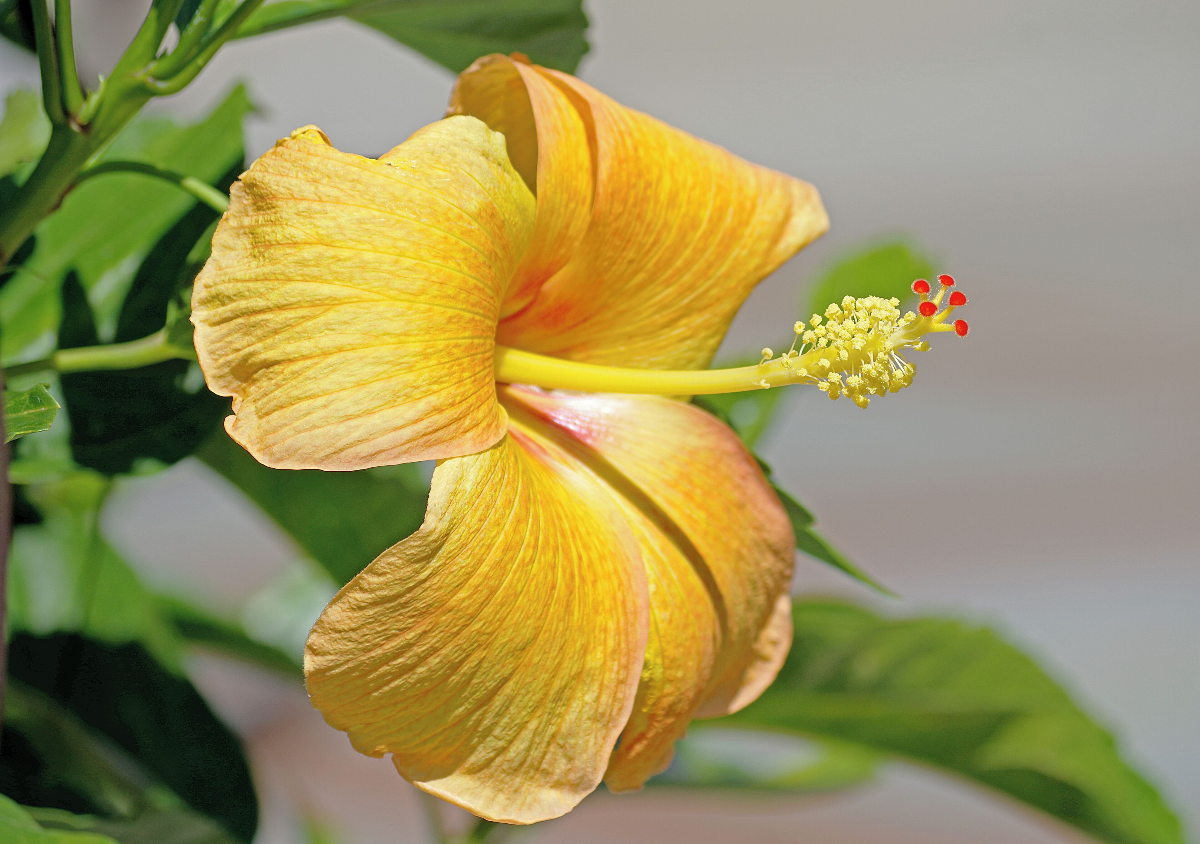 Longwood Gardens is an American bontanical garden.  It consists of over 1,077 acres of gardens, woodlands and meadows in the Brandywine Creek Valley.  Shown here is a yellow hibiscus.  #OnTheRoad