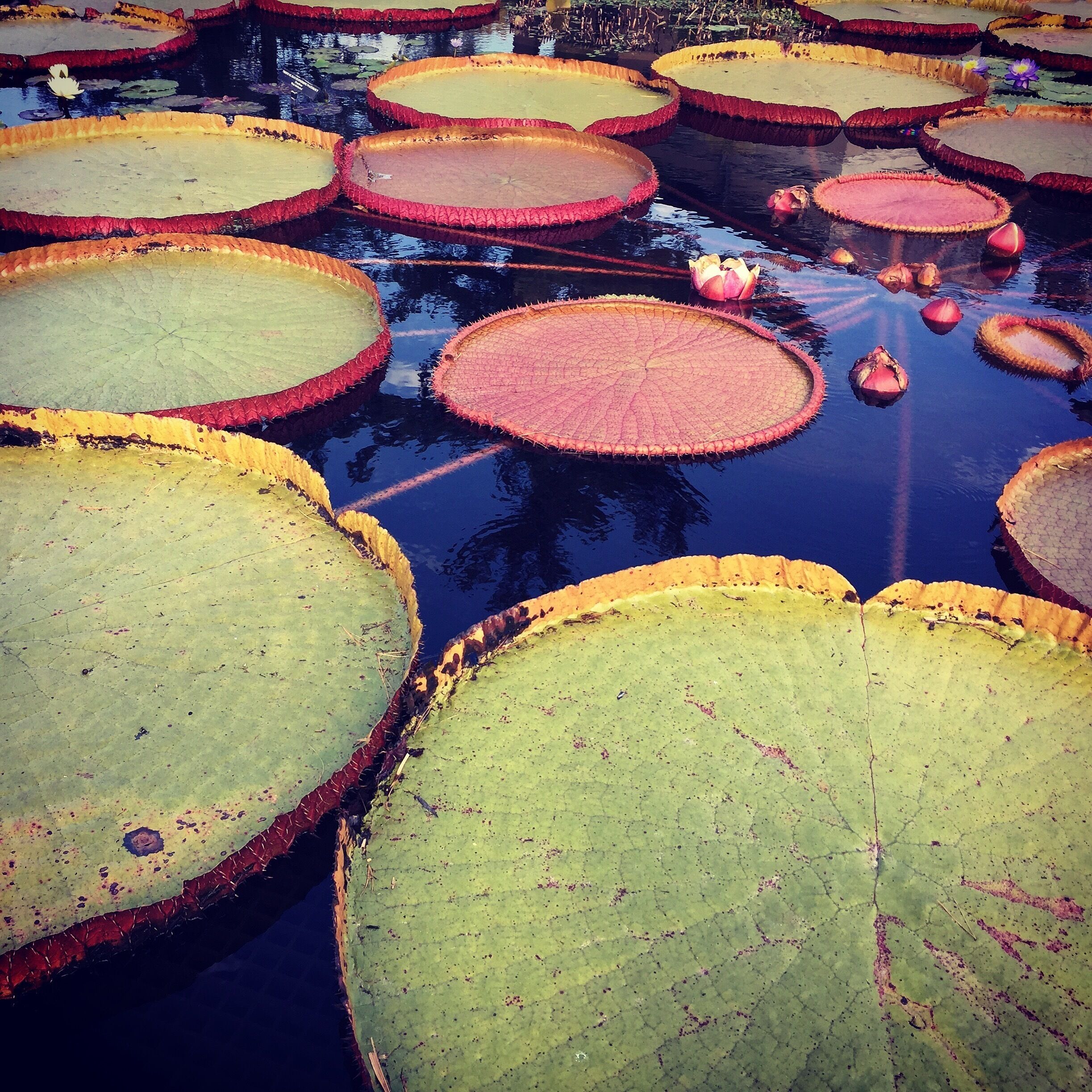 A pond with large lily pads and lotus flowers.